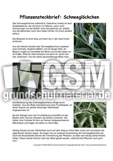 Pflanzensteckbrief-Schneeglöckchen.pdf